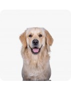 Produits pour chiens